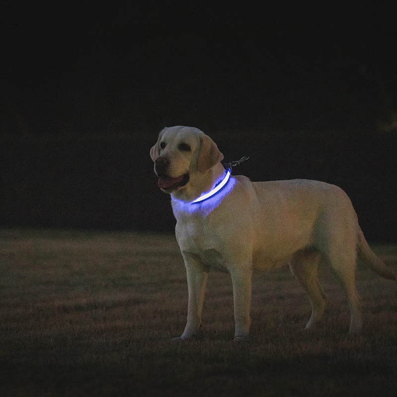 Benepaw-Collar de perro LED re - Led Dog Collar Glowing Rechargeable Usb reseña y precio