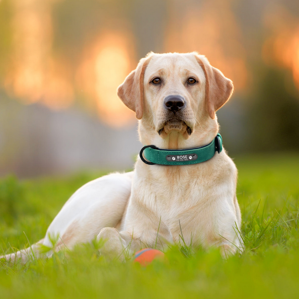 Collares para perros, collares - Reflective Dog Collar Personalized Engraved reseña y precio